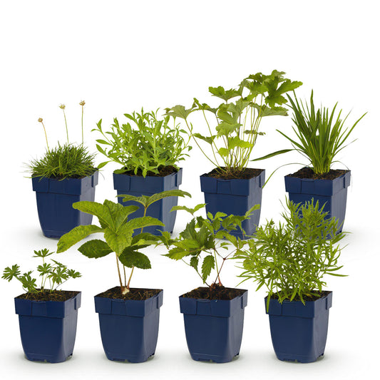 Staudenset – Weiß – 6 weiße Blühstauden – Für 1 m² Beet – Pflegeleicht – Eleganter Blütenteppich – Für sonnige Standorte – Ø11 cm