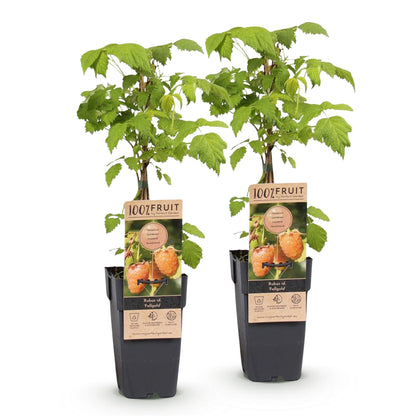 Green boutiQ - Fruit Plant - Rubus idaeus Fallgold - Raspberry Plant - Hardy - Yellow Raspberry - 2 Plants - Pot 15cm - Height 50cm 