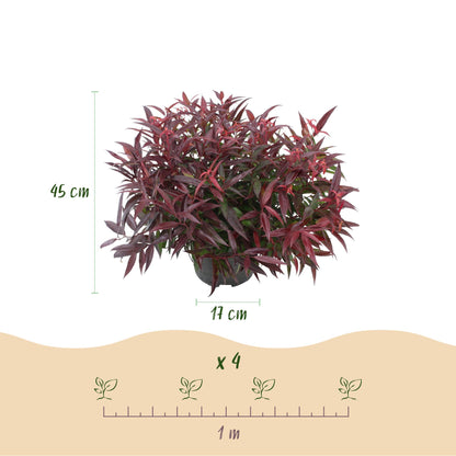 GreenboutiQ - Gartenpflanze - Leucothoe Burning Love - Rot - 2 Pflanzen - Immergrün - Wenig Pflege - Topf 17cm Höhe 45cm 