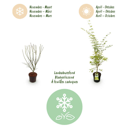 Green boutiQ - Gartenpflanze - Acer palmatum Sangokaku - Japanischer Ahorn - Laubabwerfend - Grün - 1 - Topf 26cm - Höhe 90cm 