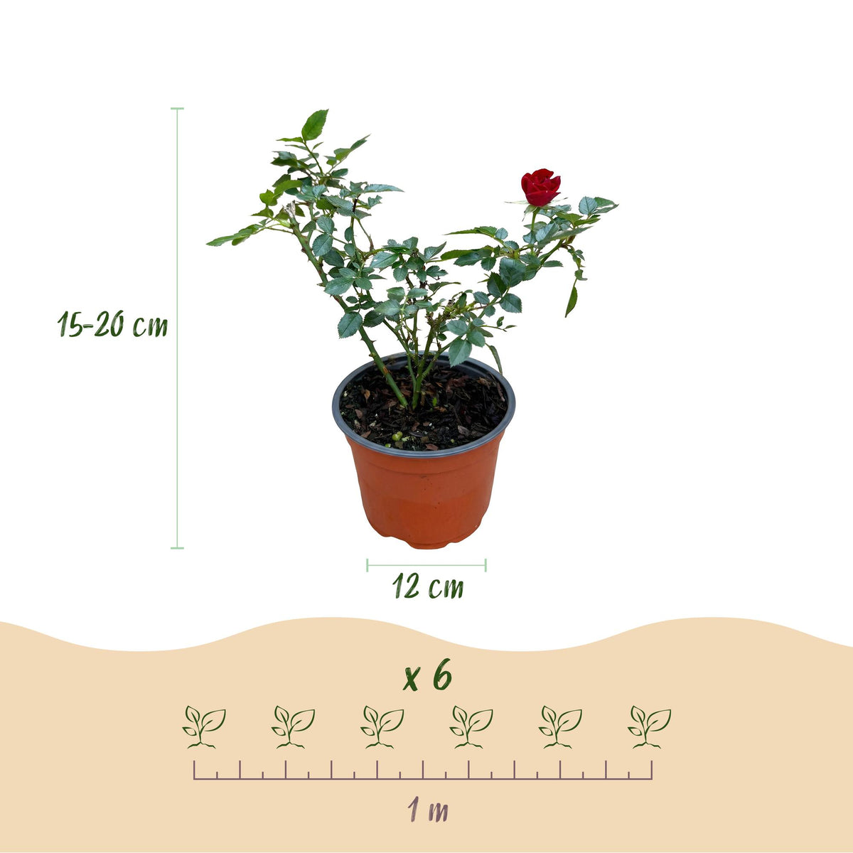 Green boutiQ - Garten Rose - Rosa Rote The Fairy - Rose - Winterhart - Rot - 3 Pflanzen - Topf 12cm - Höhe 20-25cm 