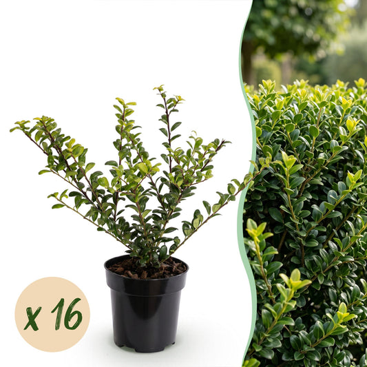 Japanische Stechpalme 'Golden Gem' – Ilex crenata 'Golden Gem' – 16 Heckenpflanzen – Topf Ø9cm