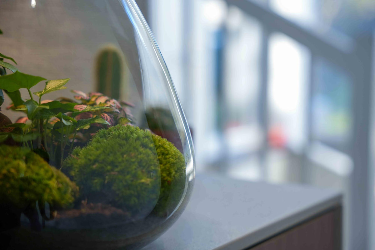 'LOVE MOM' Terrarium Sam + gravierter Kork mit Licht - Flaschengarten DIY Set - Ø 24.5 cm ↑ 30 cm - Muttertag 