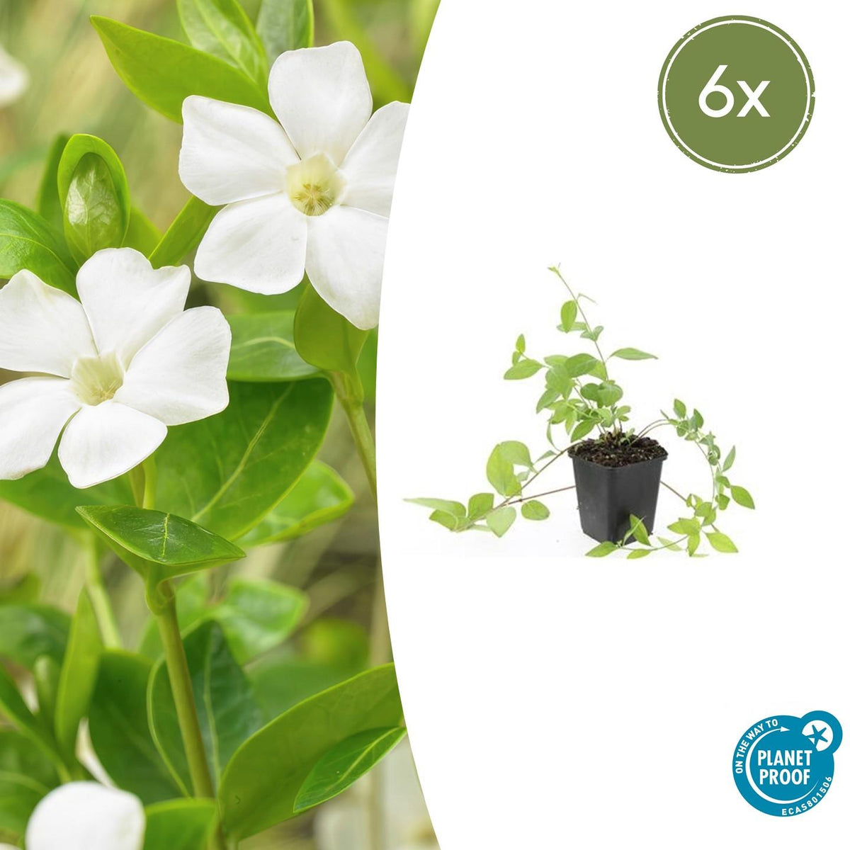 Großblättriges Immergrün Vinca major 'Alba' – 6 Pflanzen – Bodendecker – Ø9cm – ↕10–25cm – Weiße Blüten – Pflegeleicht & Robust – Für schattige Gartenbereiche 