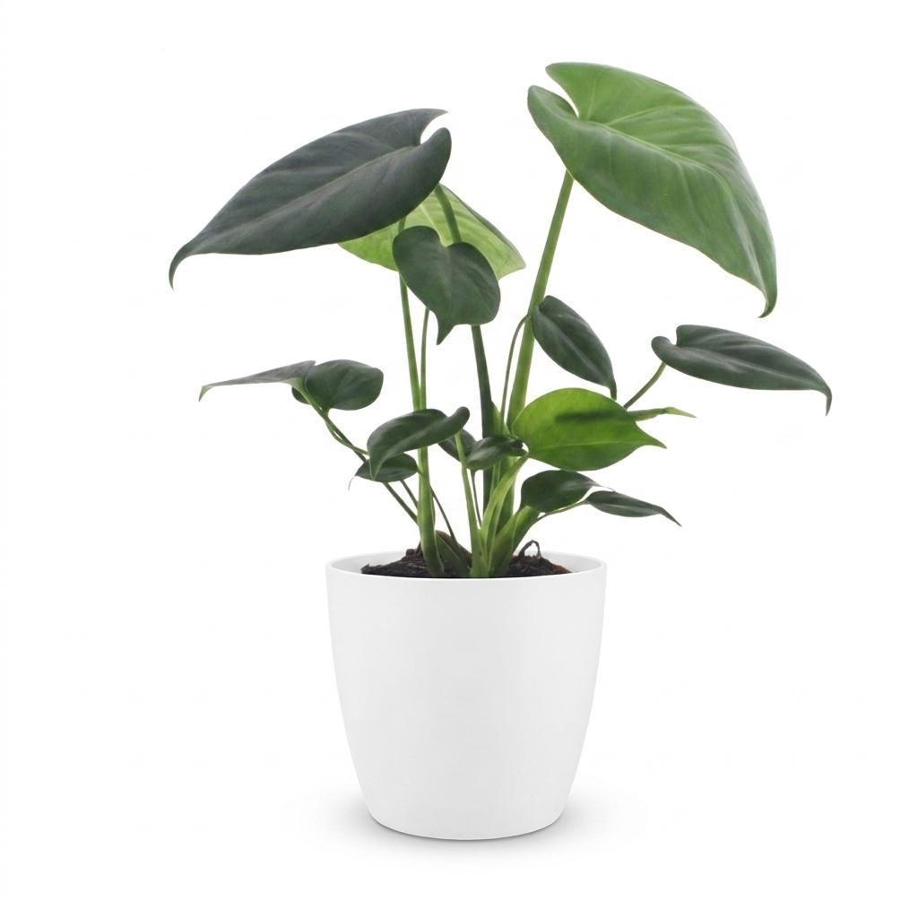 Fensterblatt – Monstera deliciosa – Topf Ø12cm – Höhe 30cm – mit weißem Dekotopf – Dekorative Zimmerpflanze – Ansicht 2