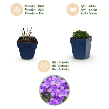 Dalmatiner Polster-Glockenblume – Campanula portenschlagiana – 6 Pflanzen – Topf Ø11cm – Ansicht 4