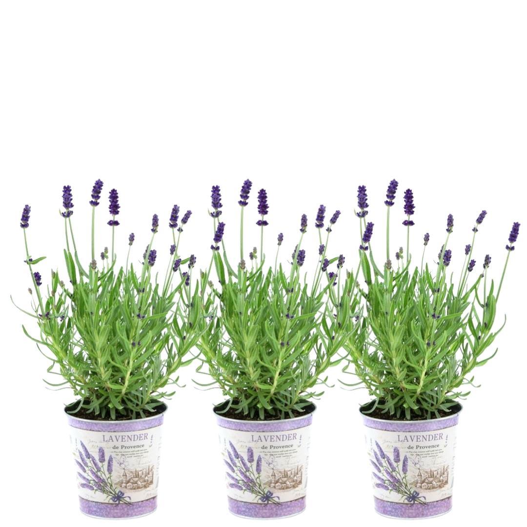 Echter Lavendel Lavandula angustifolia Felice – 3 Pflanten – Duftender Lavendel im Dekotopf Lavender Print – Ø13 cm – Winterhart – Für Balkon, Terrasse & Garten 