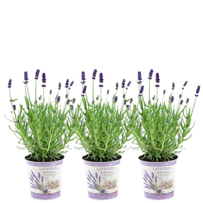 Echter Lavendel Lavandula angustifolia Felice – 3 Pflanten – Duftender Lavendel im Dekotopf Lavender Print – Ø13 cm – Winterhart – Für Balkon, Terrasse & Garten 