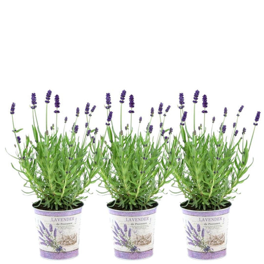 Echter Lavendel Lavandula angustifolia Felice – 3 Pflanten – Duftender Lavendel im Dekotopf Lavender Print – Ø13 cm – Winterhart – Für Balkon, Terrasse & Garten 