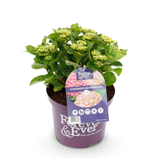 Hortensie Hydrangea macrophylla Forever & Ever Rosa – Balkonpflanze – 7-12 Blüten – Topf 23 cm – Höhe 55 cm – Langlebige Blüten – Für Beet, Terrasse & Balkon 