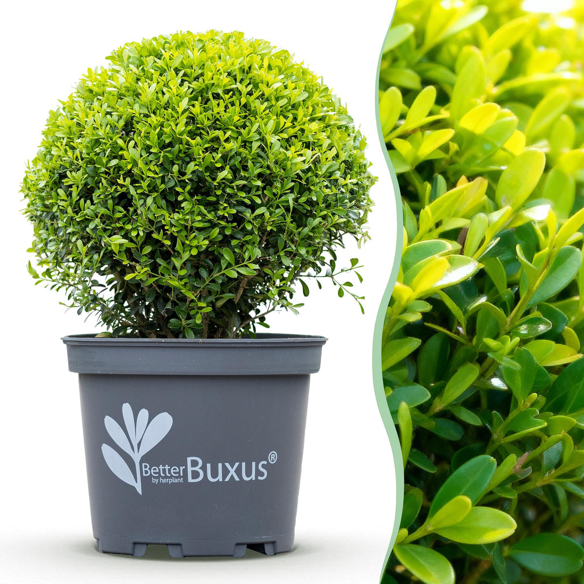 GreenboutiQ - Buxus Kugel - BetterBuxus Skylight - Widerstandsfähig gegen Buxuskrankheit - 2 Pflanzen - Topf 26cm Kugel 30cm 