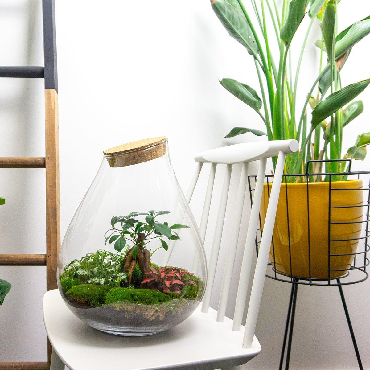 Flaschengarten - DIY Bausatz - Terrarium - Drop XL - ↕37cm 