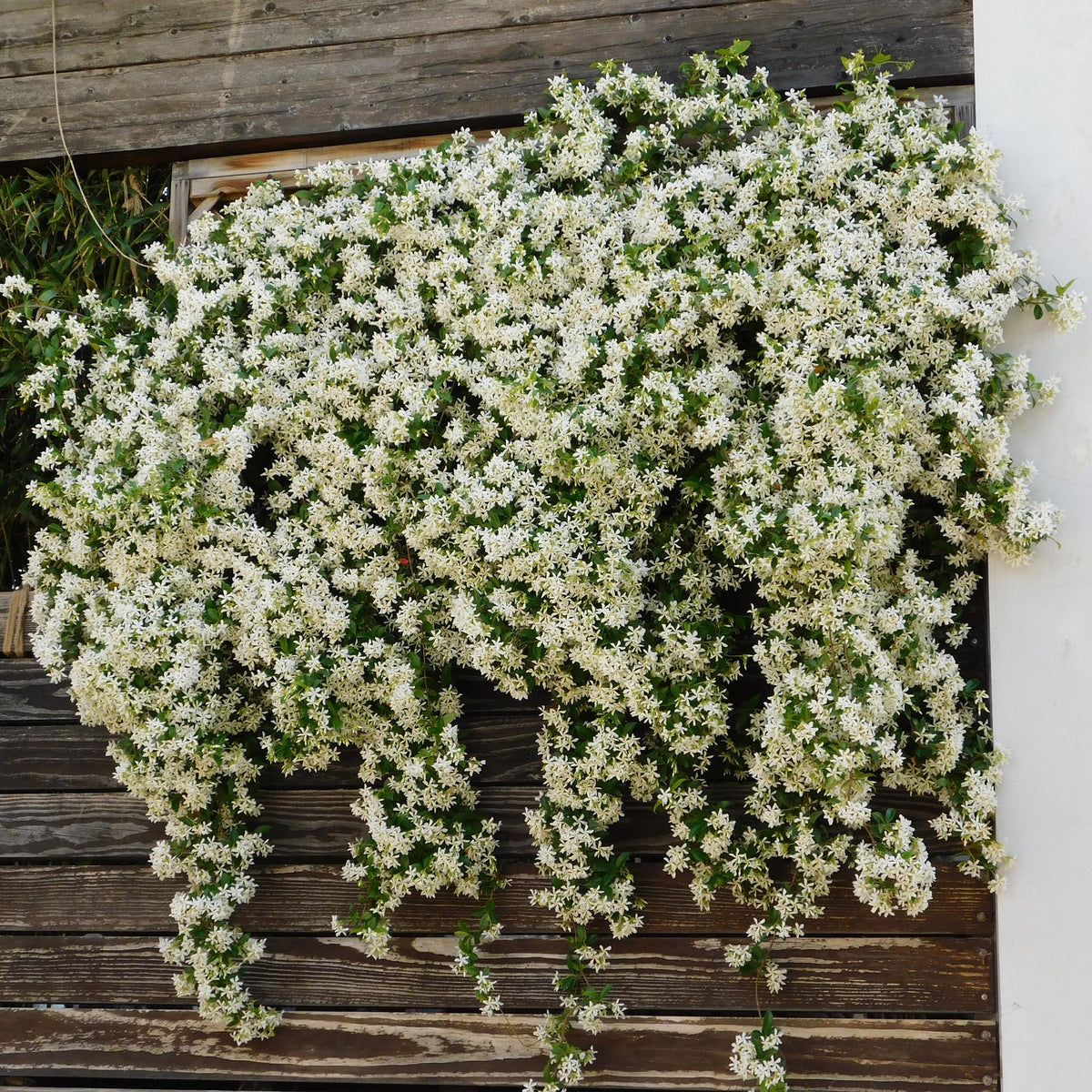 Trachelospermum jasminoides – Toskanischer Sternjasmin – 2 Pflanzen 11cm – ca. 40cm hoch – Immergrüne duftende Kletterpflanze – Winterhart & dekorativ für Pergola, Zaun & Balkon 