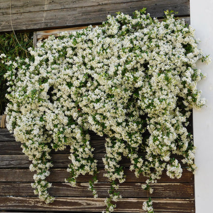 Trachelospermum jasminoides – Toskanischer Sternjasmin – 2 Pflanzen 11cm – ca. 40cm hoch – Immergrüne duftende Kletterpflanze – Winterhart & dekorativ für Pergola, Zaun & Balkon 