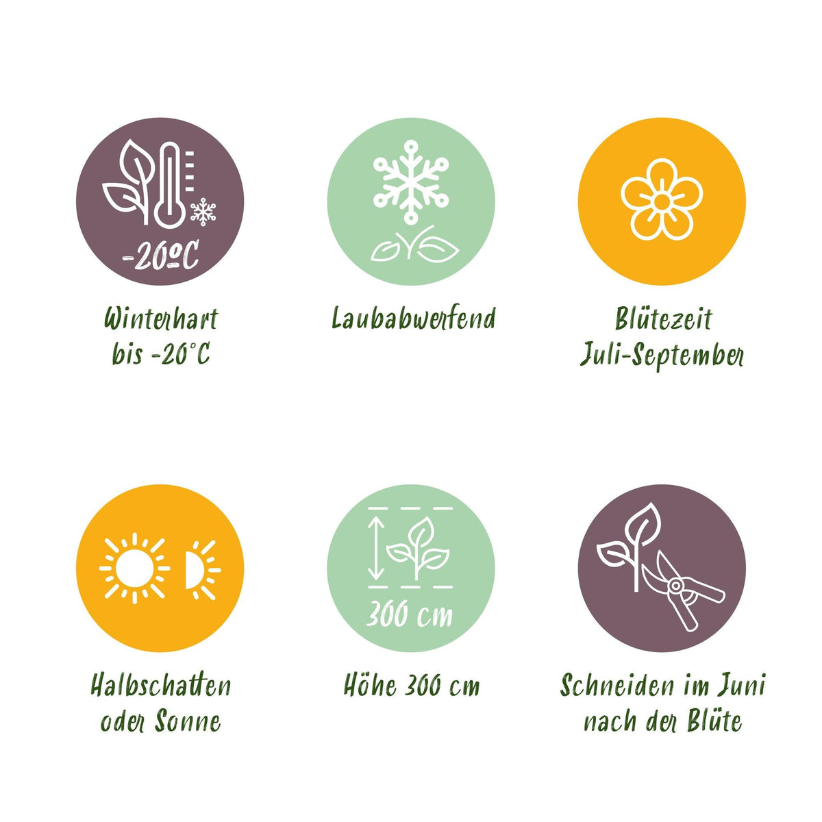 Kletterpflanze Clematis Ville de Lyon – Rosa Blüten – 2 Pflanzen – 11 cm x H40 cm – Winterhart & Pflegeleicht – Ideal für Garten, Balkon & Pergolen 