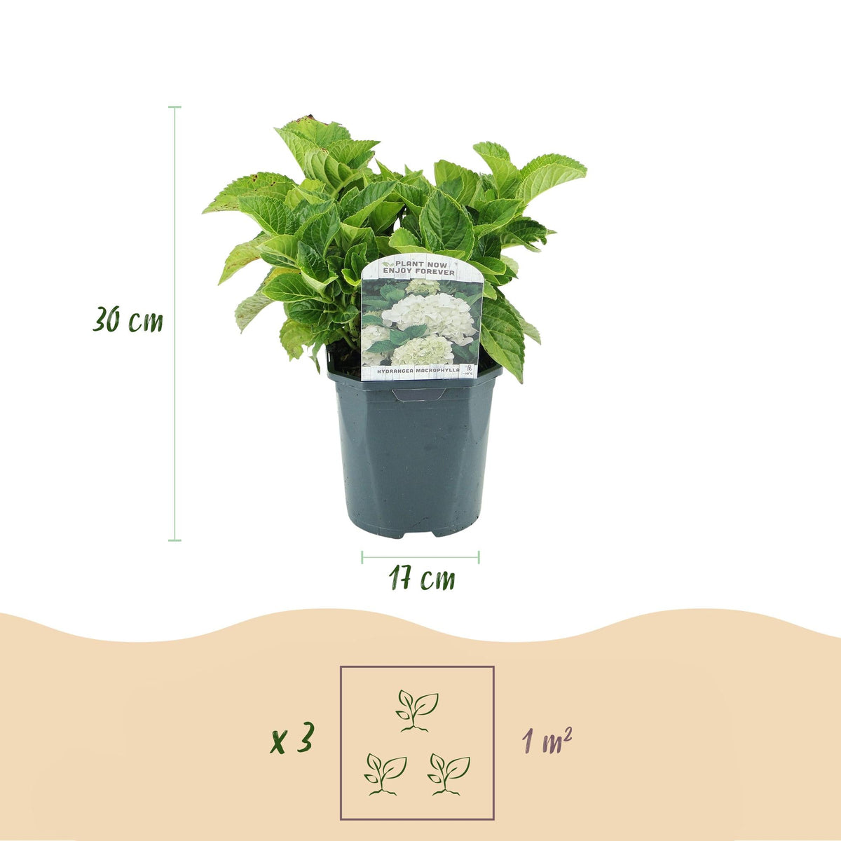 Hortensie – Hydrangea macrophylla Weiß – Blüte Weiß – Ø17cm – ↕30cm – Laubabwerfend – Pflegeleicht 