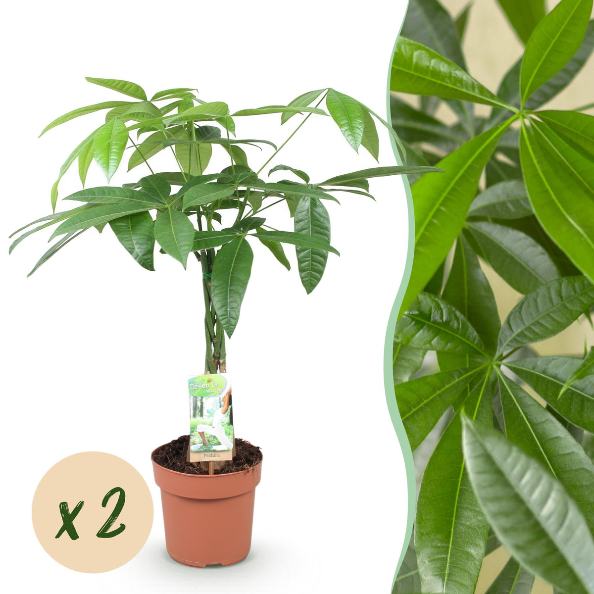 Green boutiQ - Zimmerpflanzen - Geflochtener Stamm Pachira Aquatica - Geldbaum - Wenig Pflege - Grün - 2 Pflanzen - Topf 17cm - Höhe 60-70cm 