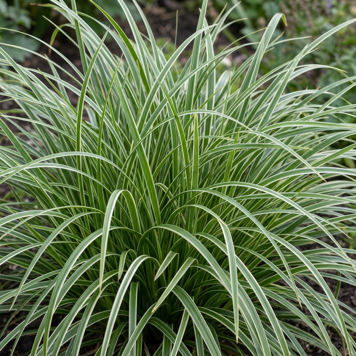 Segge 'Ice Dance' – Carex morrowii 'Ice Dance' – 6 Pflanzen – Topf Ø11cm – Staude für Garten & Balkon – Ansicht 5