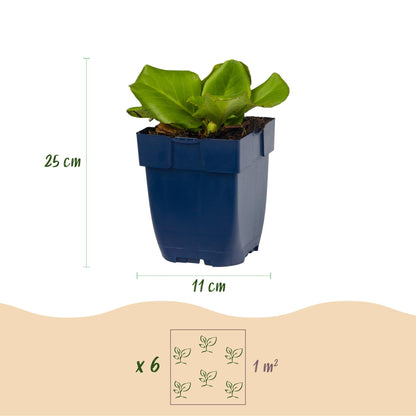 Bergenie – Bergenia cordifolia – 6 Pflanzen – Topf Ø11cm – Bienenfreundliche Staude für Garten & Balkon – Ansicht 3