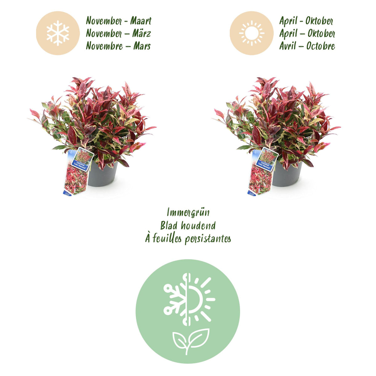 GreenboutiQ - Gartenpflanze - Leucothoe Colour Diamond - Bunt - 1 Pflanze - Immergrün - Wenig Pflege - Topf 17cm Höhe 45cm 