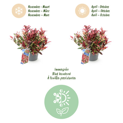 GreenboutiQ - Gartenpflanze - Leucothoe Colour Diamond - Bunt - 1 Pflanze - Immergrün - Wenig Pflege - Topf 17cm Höhe 45cm 
