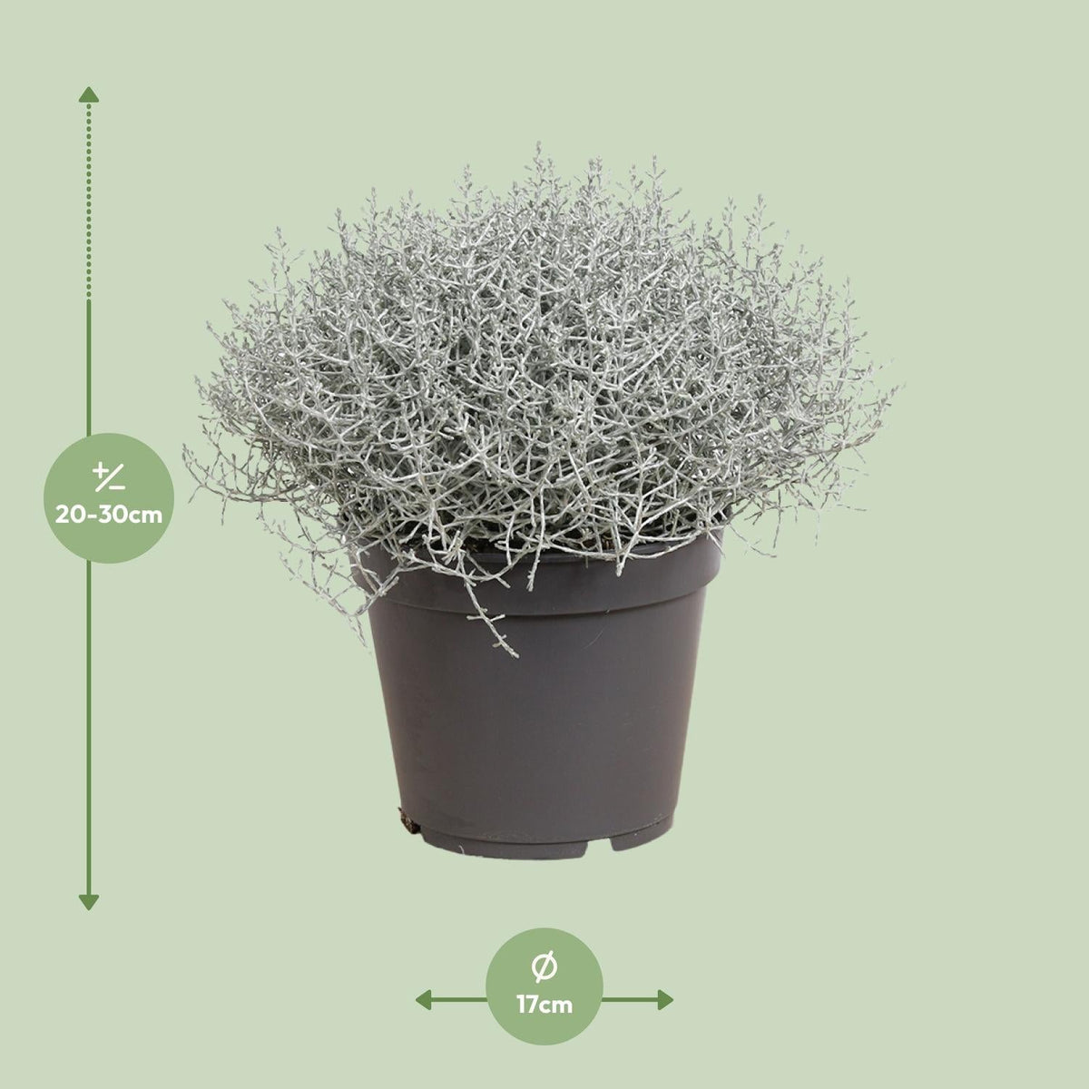 Leucophyta (Calocephalus) Brownii - Ø17cm - ↕30cm 