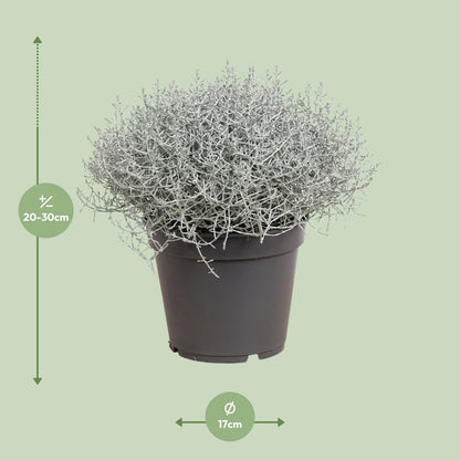 Leucophyta (Calocephalus) Brownii - Ø17cm - ↕30cm 