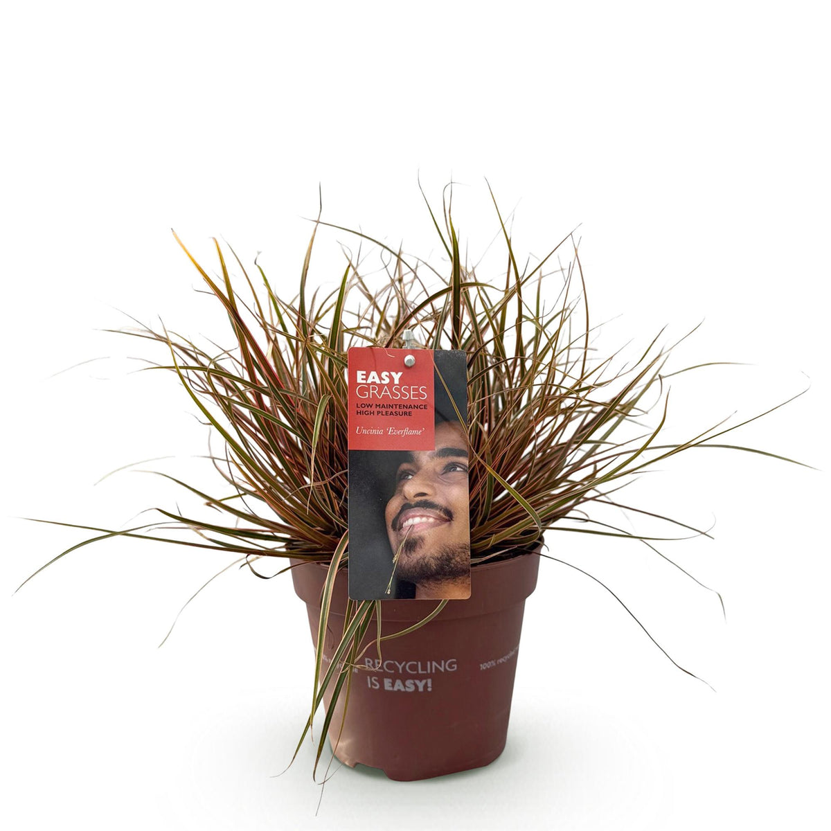 GreenboutiQ - Ziergräser - Uncinia rubra Everflame - Rot - 1 Pflanze - Immergrün - Winterhart - Topf 17cm Höhe 50cm 