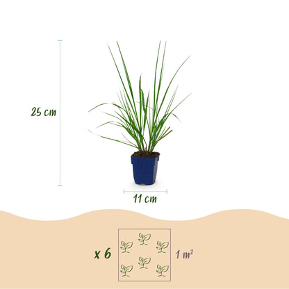 Lampenputzergras 'Black Beauty' – Pennisetum alopecuroides 'Black Beauty' – Topf Ø11cm – Ansicht 3