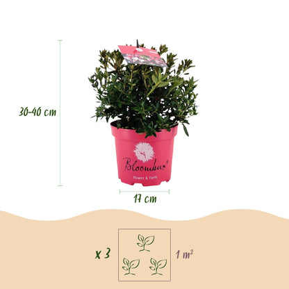 Green boutiQ - Zwerg Rhododendron - Rhododendron Bloombux Magenta - Blühender Buxus - Geringer Pflegeaufwand - Rosa Blüte - 1 Pflanze - Topf 17cm - Höhe 30-40cm 
