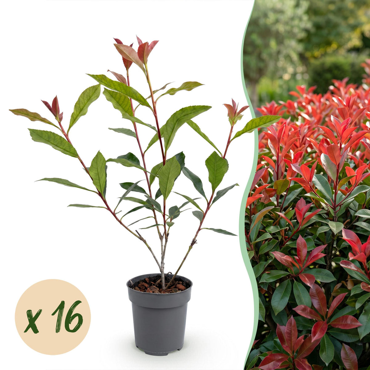Glanzmispel 'Carré Rouge' – Photinia fraseri 'Carré Rouge' – 16 Heckenpflanzen – Topf Ø9cm – Höhe 25-35cm