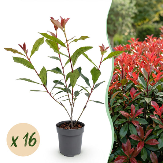 Glanzmispel 'Carré Rouge' – Photinia fraseri 'Carré Rouge' – 16 Heckenpflanzen – Topf Ø9cm – Höhe 25-35cm