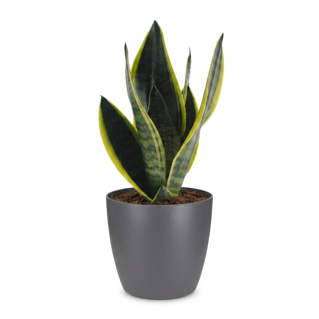 Bogenhanf 'Future Superb' – Sansevieria trifasciata 'Future Superb' – Topf Ø12cm – Höhe 35cm – Ansicht 2
