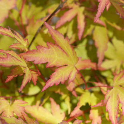 GreenboutiQ - Gartenpflanze - Acer palmatum Sangokaku - Grün - 1 Pflanze - Laubabwerfend - Wenig Pflege - Topf 12cm Höhe 35cm 