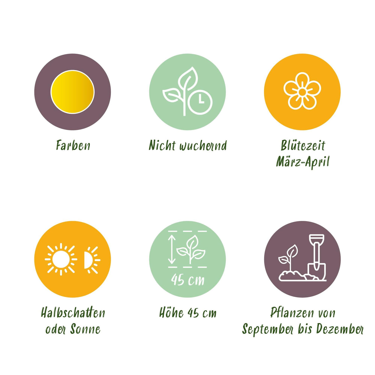 GreenboutiQ - Blumenzwiebeln - Narzisse Tete-A-Tete - Farbe Gelb - 25 Stück - Zwiebelgröße 10/11 - XXL Pack 