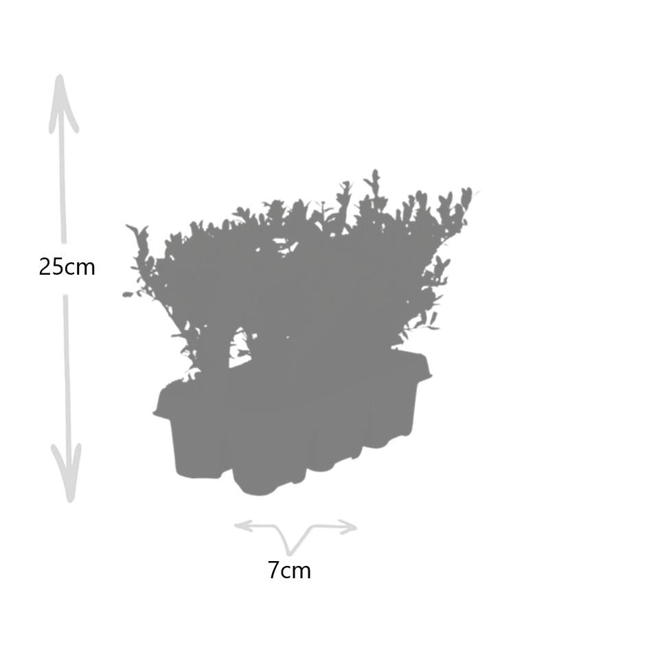 Stechpalme – Ilex crenata 'Jenny' – 12 Pflanzen – Immergrün – Winterhart – Alternative zu Buchsbaum – Ø7cm ↕15cm 