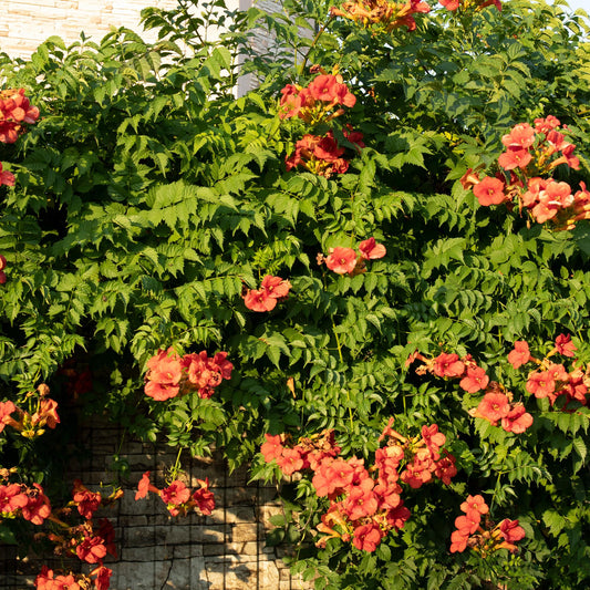 Trompetblume Campsis radicans Madame Galen – Orange Blüten – 2 Pflanzen – 11 cm x H40 cm – Bis 10 m – Pflegeleicht – Ideal für Garten, Balkon & Pergola 