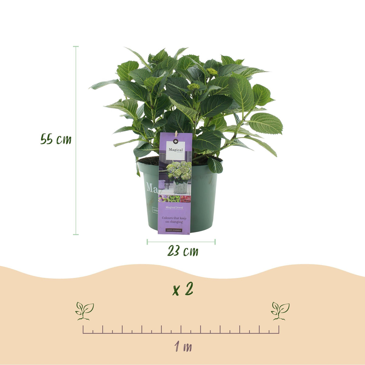 Hortensie Magical Jewel Blue – Hydrangea macrophylla – Blau – Balkonpflanze – Im 23 cm Topf – Ca. 55 cm hoch – 6–10 Blüten – Für Balkon, Terrasse & Beet – Pflegeleicht & Farbenprächtig 