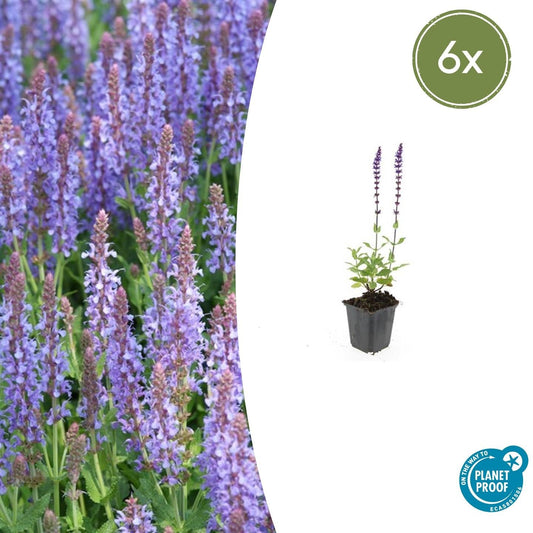 Blüten-Salbei Salvia nemorosa 'Caradonna' – ↕10-25cm – Ø9cm – 6 Pflanzen – Tiefviolett – Bienenfreundlich – Pflegeleicht – Sonniger Standort 