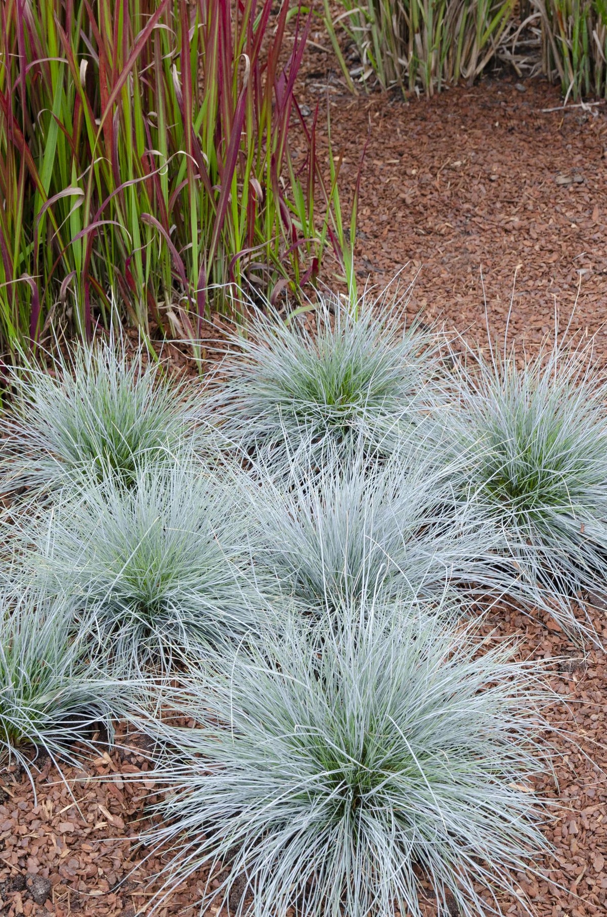 Blauschwingel-Gras - Festuca glauca Azura Blue - Ø14cm - ↨30cm 