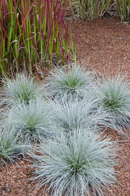 Blauschwingel-Gras - Festuca glauca Azura Blue - Ø14cm - ↨30cm 
