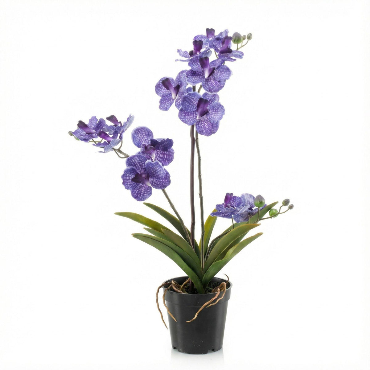 Orchidee Vanda Kunstpflanze – ca.60cm – Violett – Künstliche Orchidee im Topf – Pflegefreie Dekopflanze für Wohnzimmer Büro & Empfang - Oasis of Life