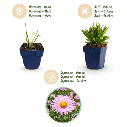 Kissenaster 'Wood's Pink' – Aster dumosus 'Wood's Pink' – Topf Ø11cm – Ansicht 4