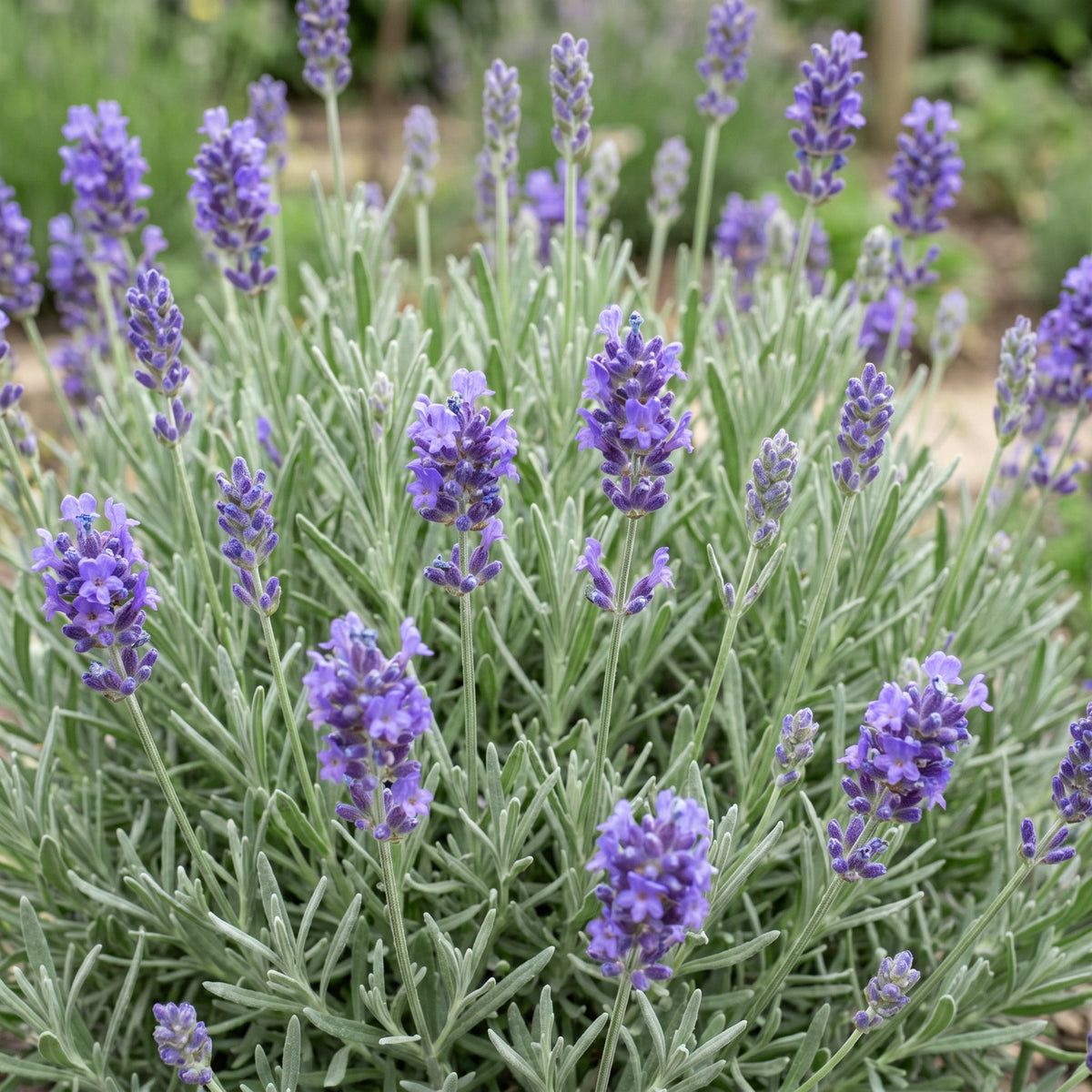 Lavendel 'Dwarf Blue' – Lavandula angustifolia 'Dwarf Blue' – Topf Ø11cm – Ansicht 5
