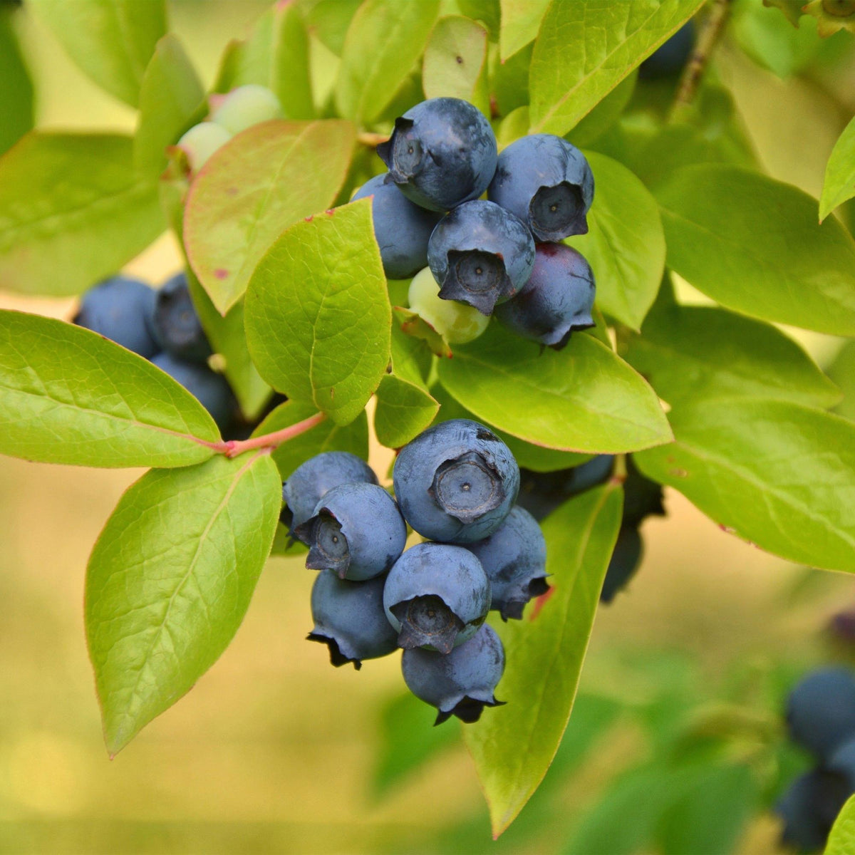 Green boutiQ - Fruit Plant - Vaccinium corymbosum Patriot - Blueberry - Hardy - Blue Berry - 2 Plants - Pot 15cm - Height 50cm 