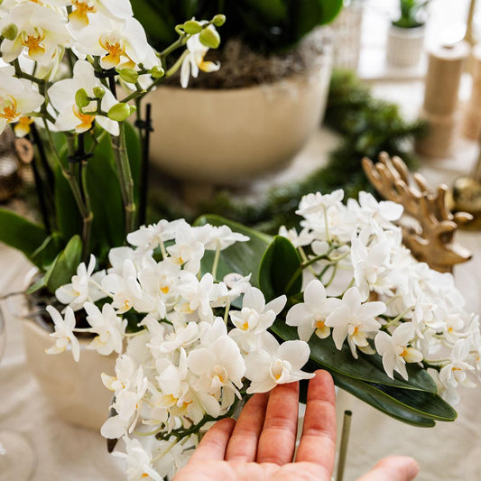 Weiße Phalaenopsis Orchidee Nazaré – Ø9cm – Elegante Zimmerpflanze – Pflegeleicht & Blühfreudig – Ideal für Küche, Wohnzimmer & Büro 