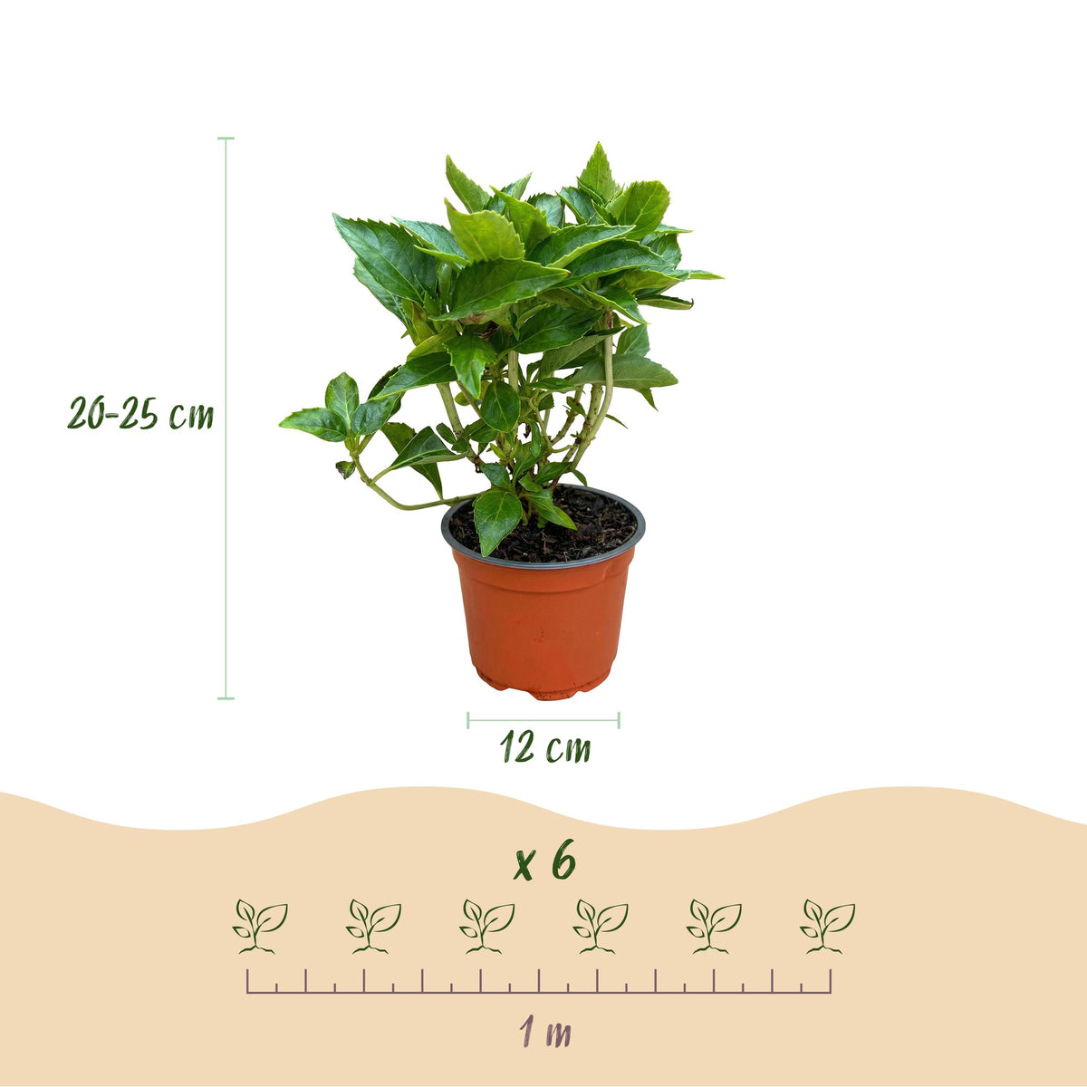 Green boutiQ - Gartenpflanze - Hydrangea macrophylla Rosa - Hortensie - Winterhart - Rosa - 1 Pflanze - Topf 12cm - Höhe 20-30cm 