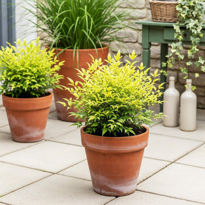 GreenboutiQ - Gartenpflanze - Nandina Lemon & Lime - Gelb - 1 Pflanze - Immergrün - Wenig Pflege - Topf 17cm Höhe 45cm 