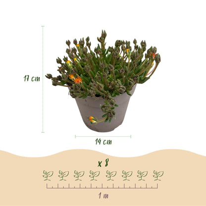 GreenboutiQ - Bodendecker - Winterhart - Delosperma Jewel of Dessert - 4 Pflanzen - Farben Rot - Orange - Lila - Rosa - Wenig Pflege - Topf 14cm Höhe 17cm 