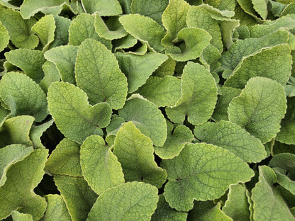Russel Brandkraut Phlomis russeliana – ↕10-25cm – Ø9cm – Winterhart & Bienenfreundlich – Ansicht 32